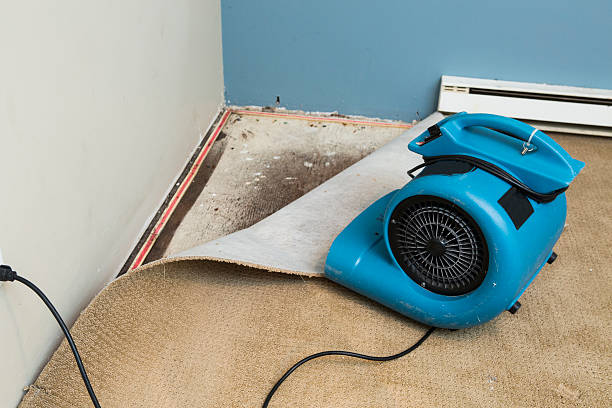 Best Mold removal after water damage  in Bradley Beach, NJ